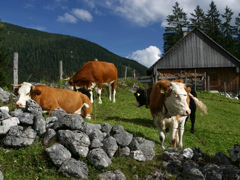 Kühe auf der Alm (Foto: Viorel Munteanu)